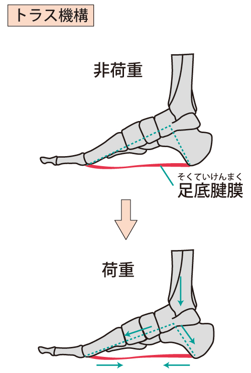 足底筋膜のイラスト