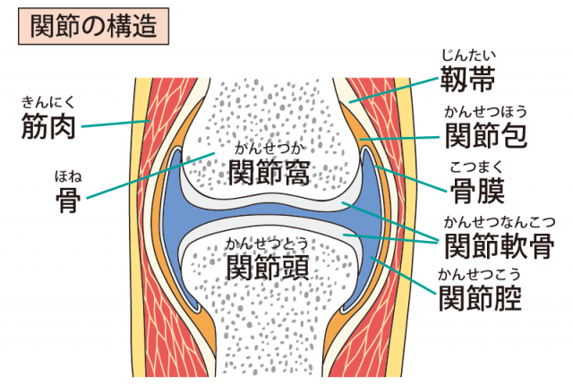 関節構造のイラスト