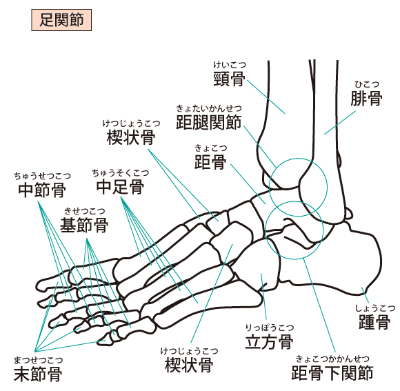 足のイラスト